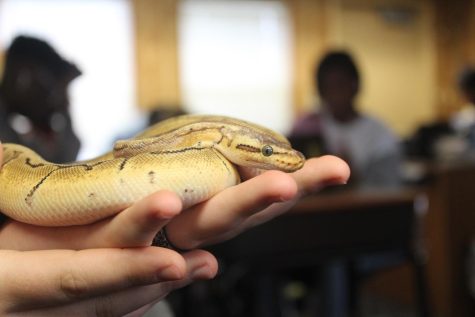 A Lakewood student holds python Tk in the AMSET classroom.  Tk is one of the many animals that AMSET students take care of as part of their hands on learning. 