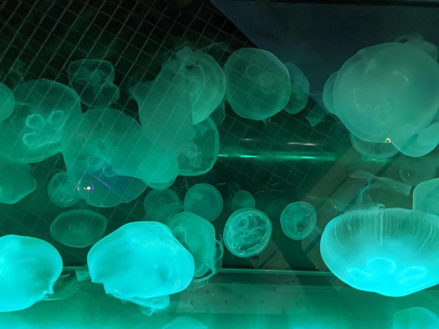 Moon jelly medusa jellyfish bob up and down in a touch-tank exhibit at the Florida Aquarium on Feb. 26. The Florida Aquarium breeds moon jellies on site.