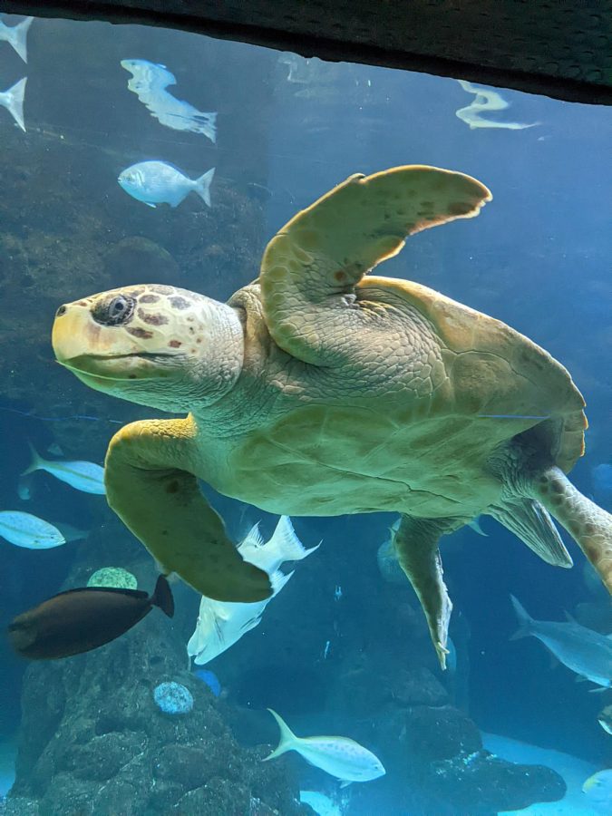 A green sea turtle swims up to the glass at the Florida Aquarium on Feb. 26.