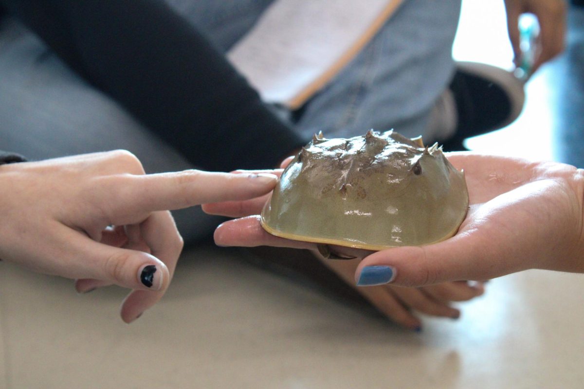 In Lakewood High Schools gym lobby, Tampa Bay Watch education coordinators Zoe Caraffi and Abby Hendershot visits the campus to talk about and display some of the marine animals they brought along with them on Oct 12. Caraffi walks around displaying a horseshoe crab to the students. The horseshoe crabs has ten eyes around its head, said Caraffi.