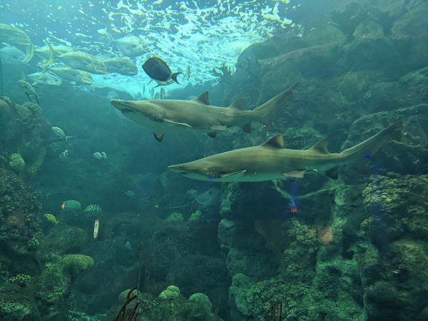 Sand Tiger sharks swim around Jack Trevallies and Parrotfish. Sand tiger sharks are ram ventilators, meaning that they have to keep swimming to breathe.