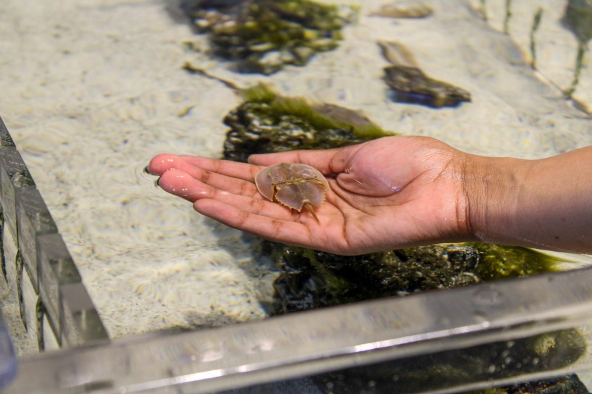 A young horseshoe crab rests on a students hand in the touch tank in the Discovery Center.