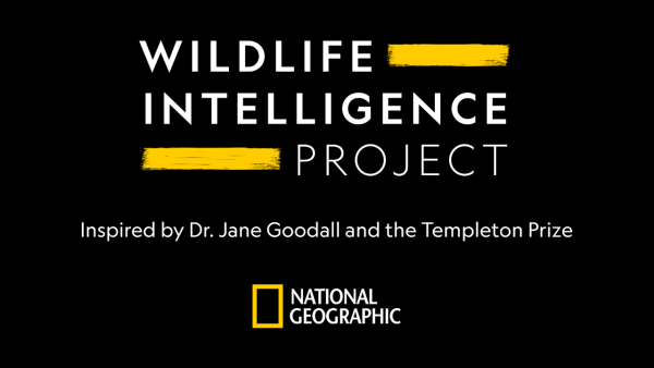 Wildlife Intelligence Project promotional material via National Geographic 