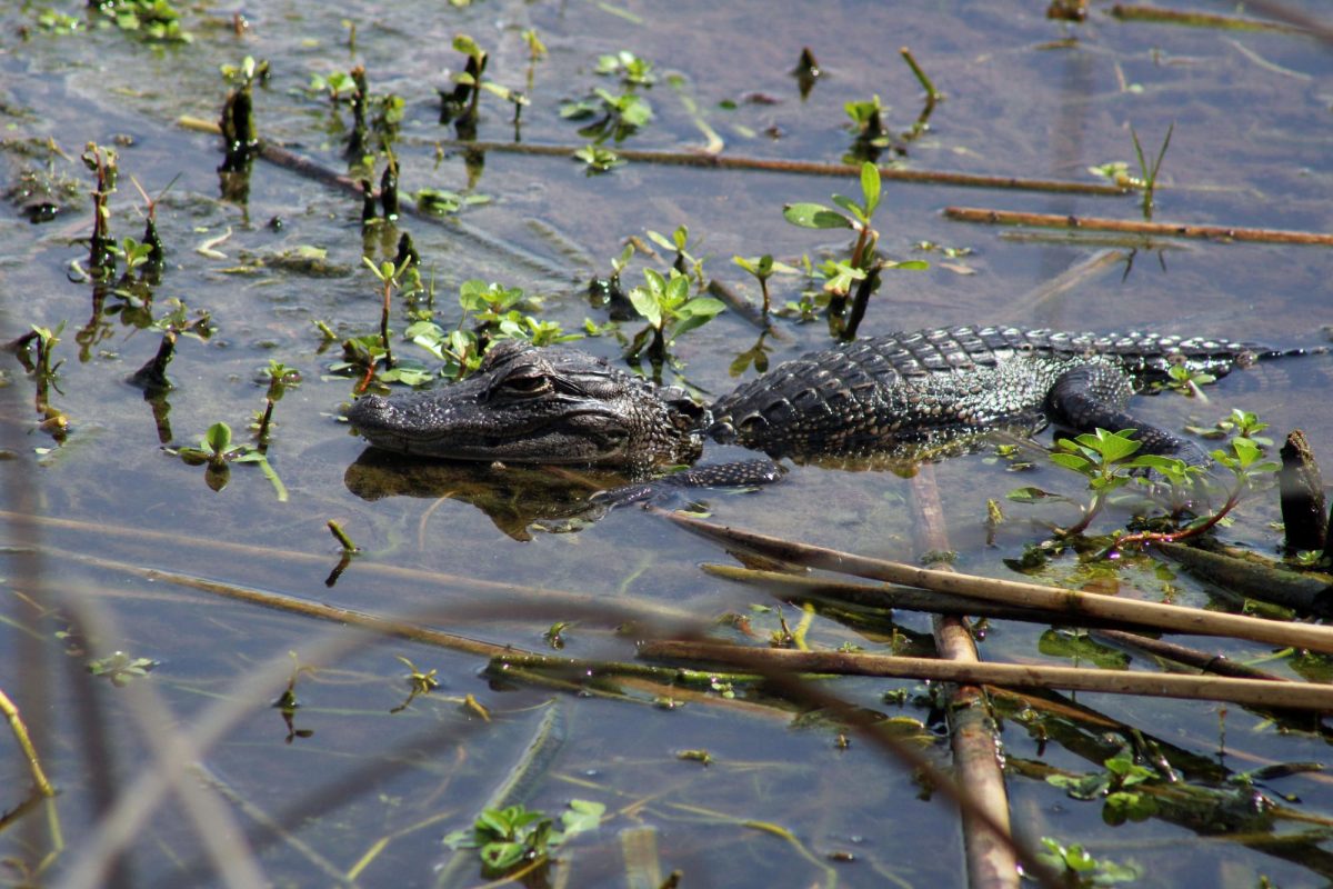 A young American Alligator goes for a swim. Preferring fresh water, alligators can be distinguished from crocodiles by their more rounded snout, and darker coloring.