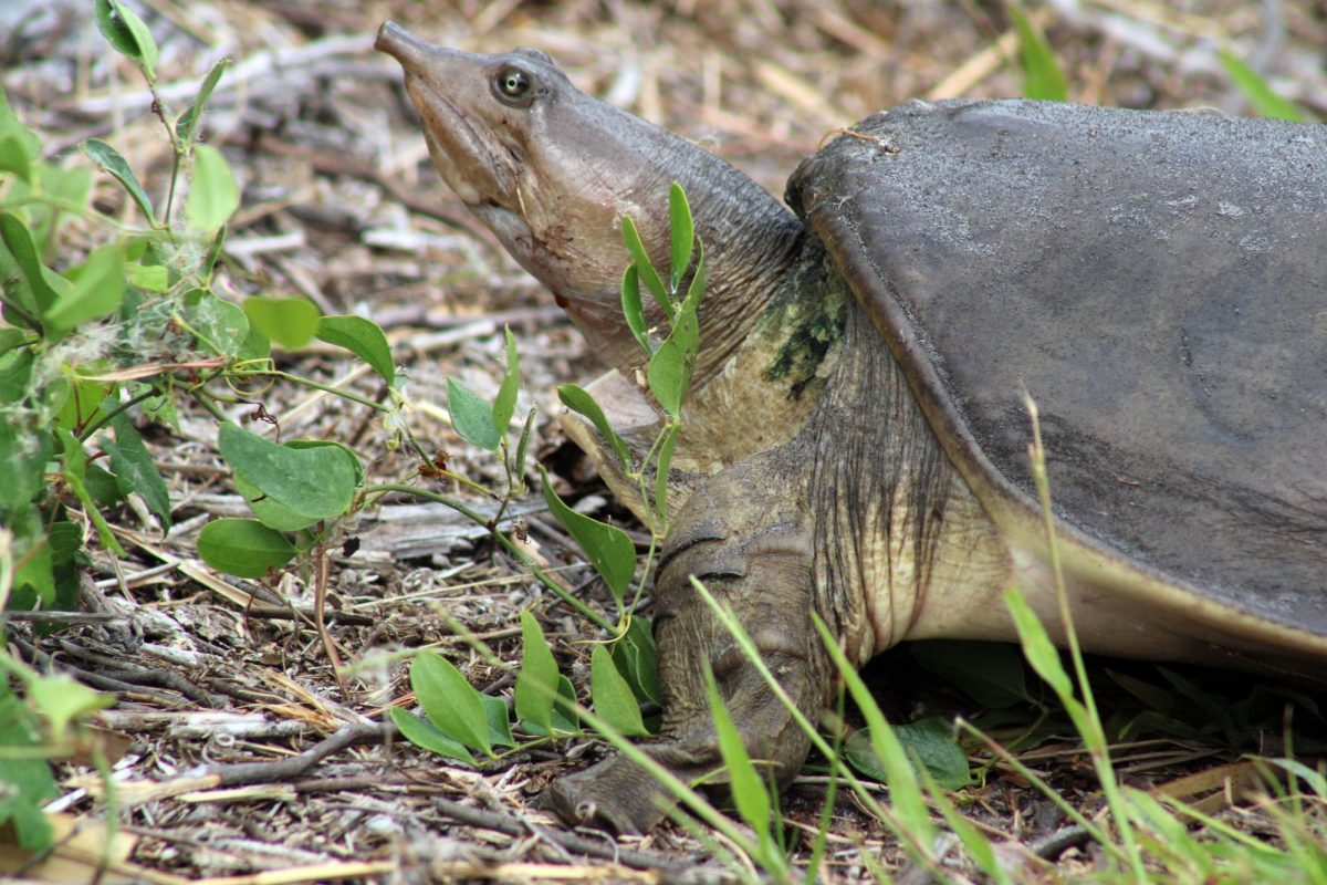 A Florida softshell turtle lays her eggs in a hole she made not too far from the water. They will hatch around two months after.
