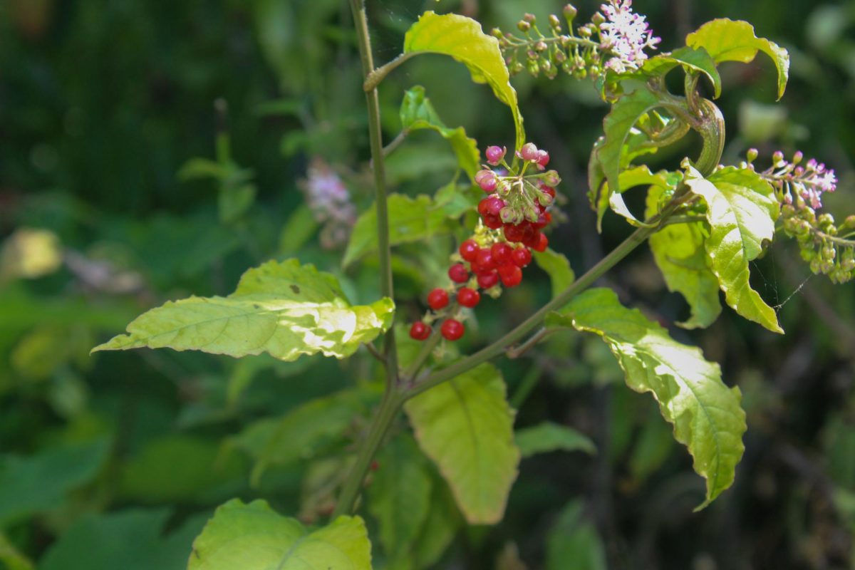 Rouge plant can be identified by its red fruit.
