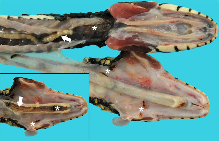 racheal and esophageal pentastomes and trematodes in a banded water snake (Nerodia fasciata). The jaw is unilaterally disarticulated and positioned laterally to expose the oral cavity, glottis, and esophagus. Raillietiella orientalis pentastomes (white arrows) and Ochetosoma sp. trematodes (white asterisks) are present in the oral cavity, esophagus, and lumen of the trachea (inset).