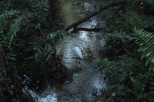 Boyd Hill provides a habitat for many animals native to the Saint Petersburg region, such as this great egret. This 245-acre nature preserve offers a habitat that appeals to birds, attracting ornithologists and birdwatchers.