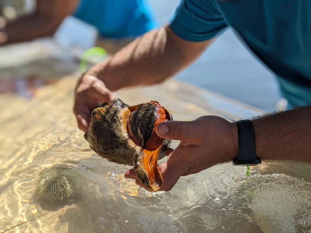 Wildlife Researcher Travis Lowke holds out a Horse Conch from the touch tank at the St. Pete Science Festival. 