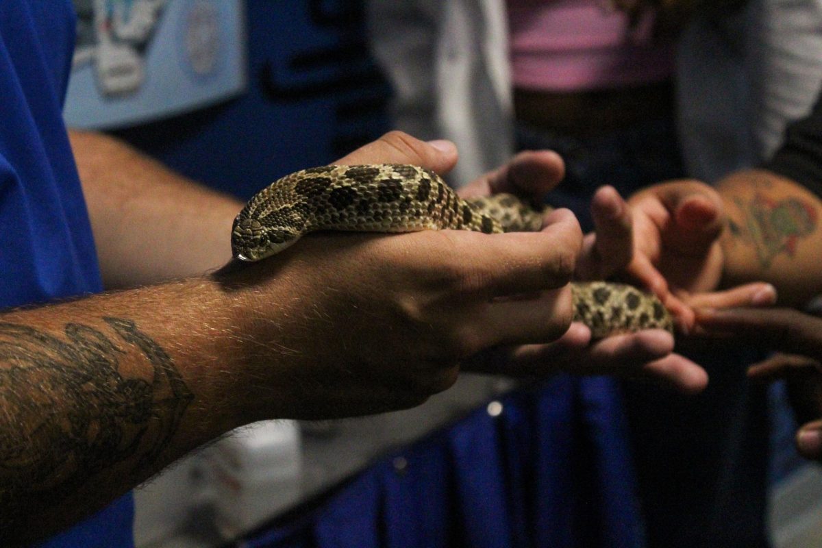 A zookeeper handles a western hognose snake. Thier upturned noses allow them to dig and burrow.