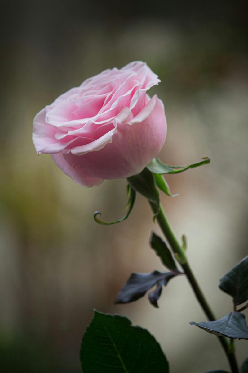 Delicate Pink Rose